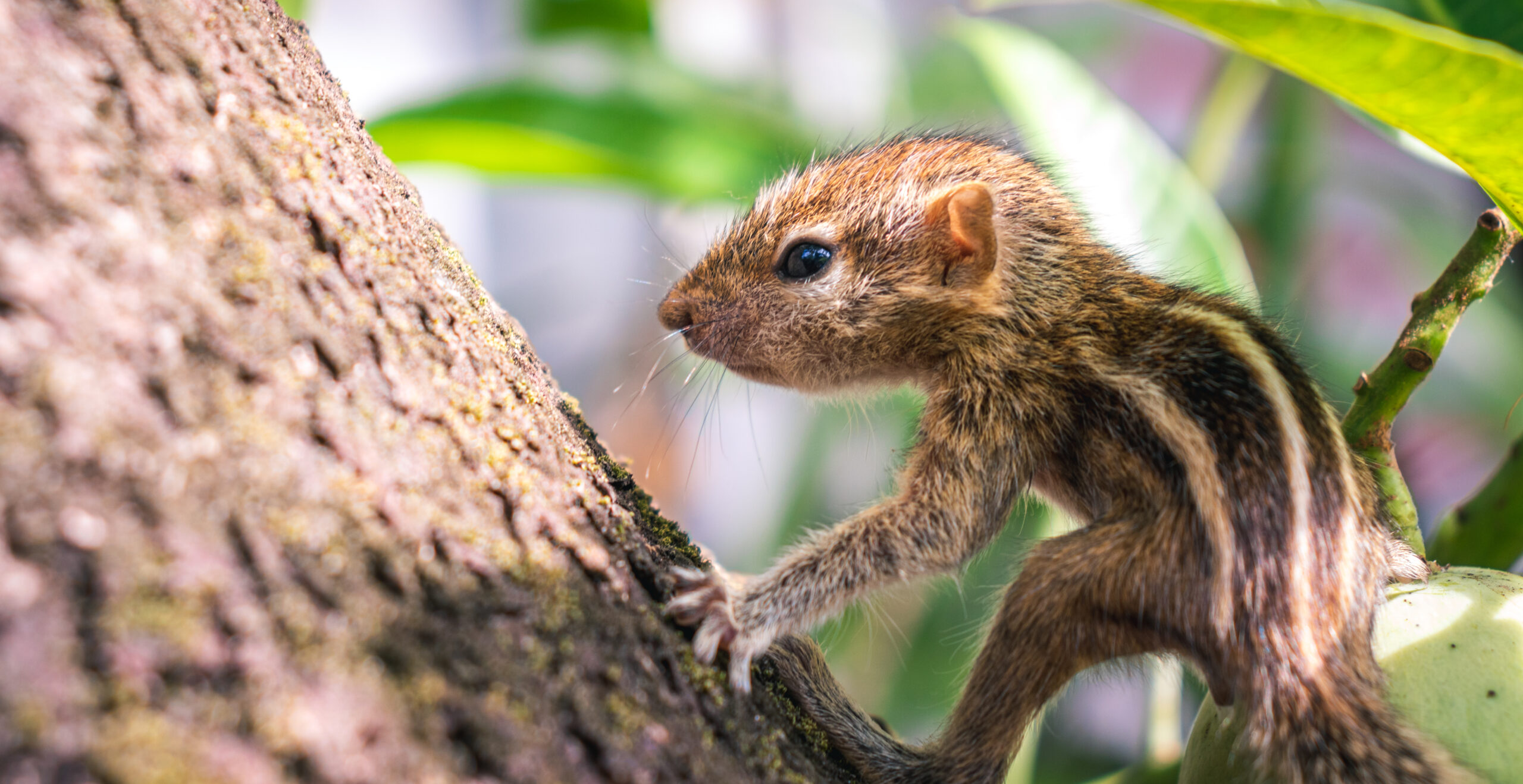 Cute and adorable small-boned newly born squirrel baby struggling hold on to a big mango tree, three stripes on the back, and furry skin. Close up wild animal portraiture photographs.