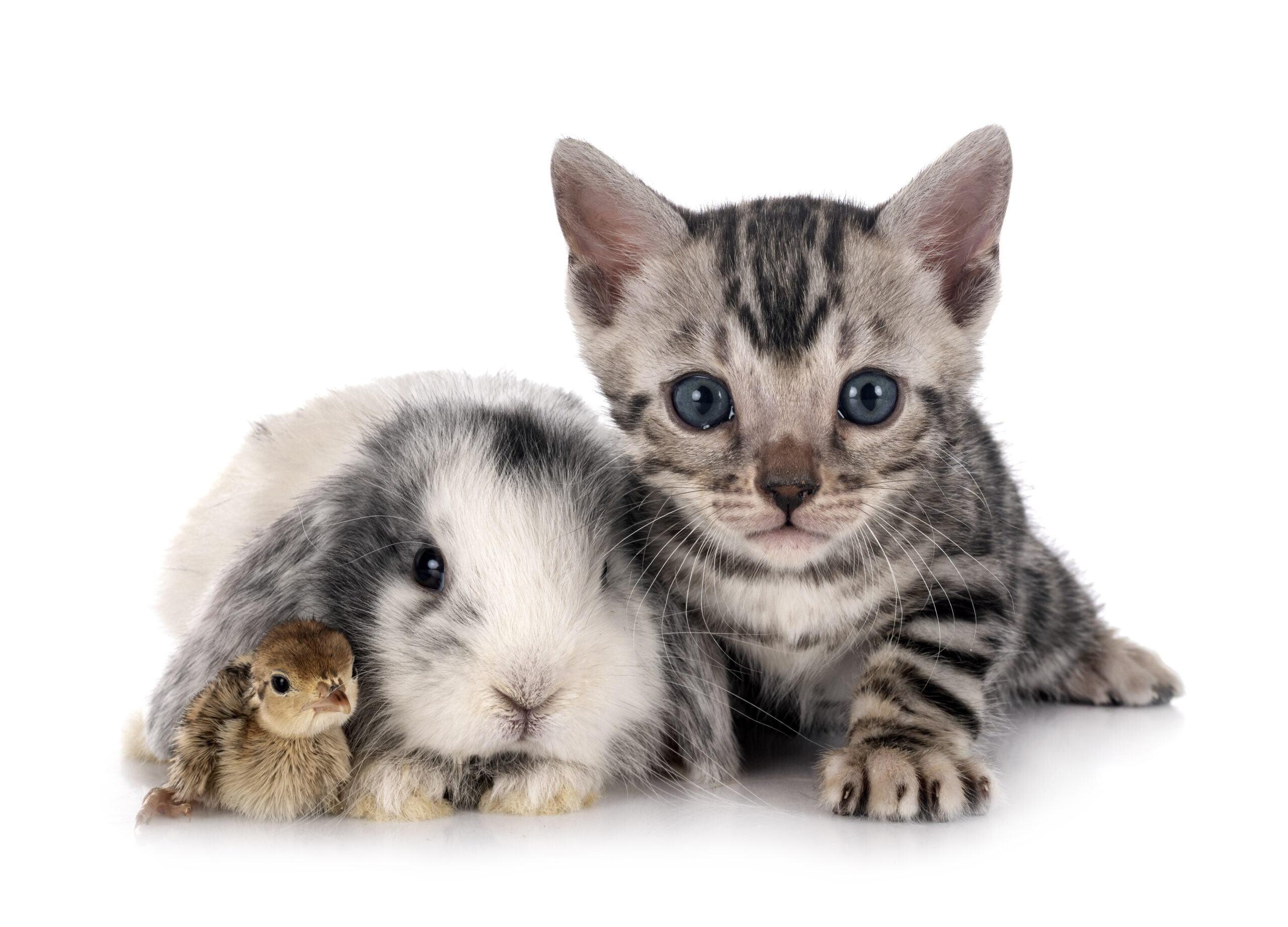 mini lop, chick  and bengal kitten in front of white background